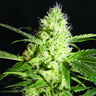 Yellowstone (The Kush Brothers) feminized