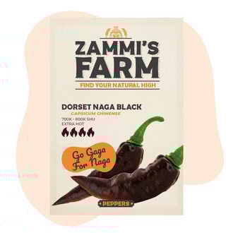 Semillas De Dorset Naga Negro