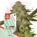 Watermelon Candy (Zamnesia Seeds) feminizada