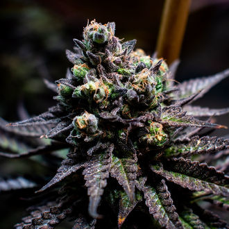 Watermelon Candy (Zamnesia Seeds) feminizada