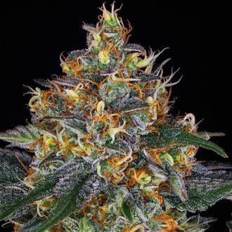 Moby Dick Auto (Barney's Farm) feminizada