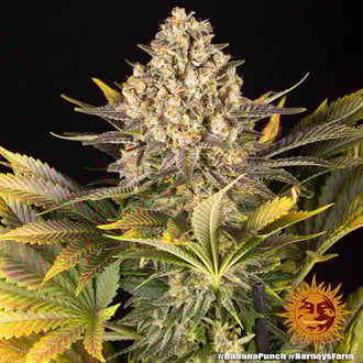 Banana Punch (Barney's Farm) feminizada