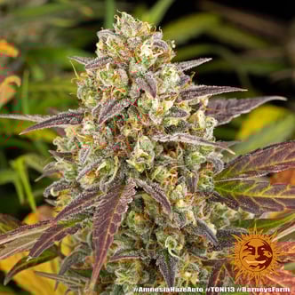 Amnesia Haze Auto (Barney's Farm) feminizada