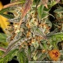 Amnesia Haze Auto (Barney's Farm) feminizada