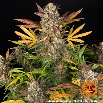 Amnesia Haze Auto (Barney's Farm) feminizada