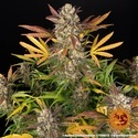 Amnesia Haze Auto (Barney's Farm) feminizada
