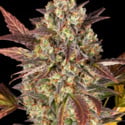 Amnesia Haze Auto (Barney's Farm) feminizada