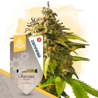 Lava Cake Automatic (Zamnesia Seeds) feminizada