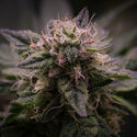 Pink Rozay (Zamnesia Seeds) feminizada