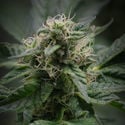 Pink Rozay (Zamnesia Seeds) feminizada