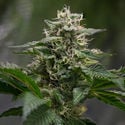Pink Rozay (Zamnesia Seeds) feminizada