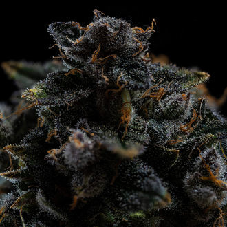 Pink Rozay (Zamnesia Seeds) feminizada