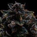 Pink Rozay (Zamnesia Seeds) feminizada