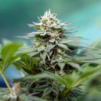 Apple Fritter (Zamnesia Seeds) feminizada