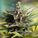 Apple Fritter (Zamnesia Seeds) feminizada