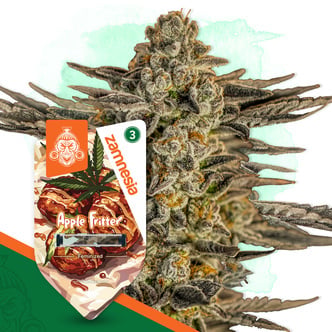 Apple Fritter (Zamnesia Seeds) feminizada