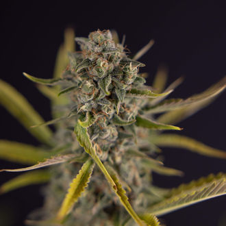Apple Fritter Auto (Zamnesia Seeds) feminizada