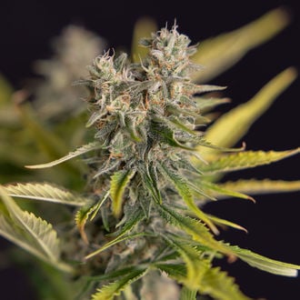 Apple Fritter Auto (Zamnesia Seeds) feminizada