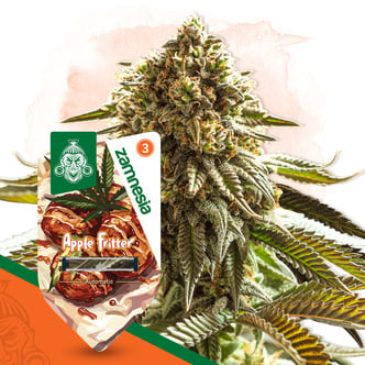 Apple Fritter Auto (Zamnesia Seeds) feminizada