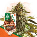 Apple Fritter Auto (Zamnesia Seeds) feminizada