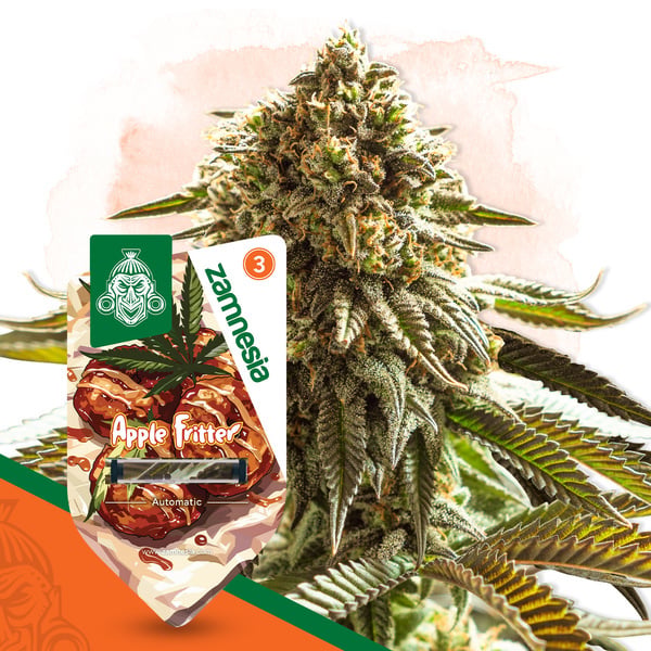 Apple Fritter Auto (Zamnesia Seeds) feminizada