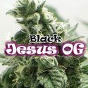 Black Jesus OG (Dr. Underground) feminizada