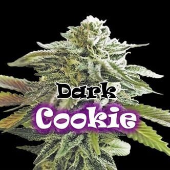 Dark Cookie (Dr. Underground) feminized