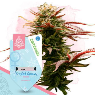 Frosted Cereal (Zamnesia Seeds) feminized