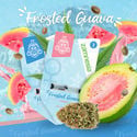 Frosted Guava (Zamnesia Seeds) feminizada