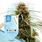 Frosted Cereal Automatic (Zamnesia Seeds) feminized