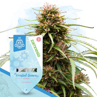 Frosted Cereal Automatic (Zamnesia Seeds) feminized
