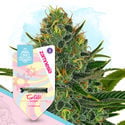 Gelato Automatic (Zamnesia Seeds) feminizada