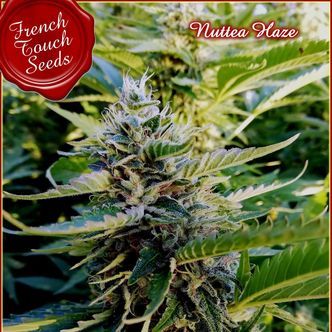 Nuttea Haze (French Touch Seeds) feminized