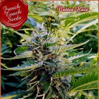 Nuttea Haze (French Touch Seeds) Feminizada