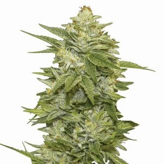 GG-48 (Nirvana Seeds) Feminizada