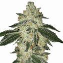 Aurora Indica Autoflower (Nirvana) Feminizada