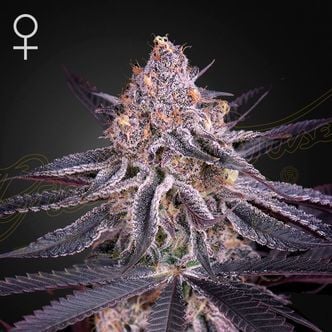 King's Juice (Greenhouse Seeds) Feminizada