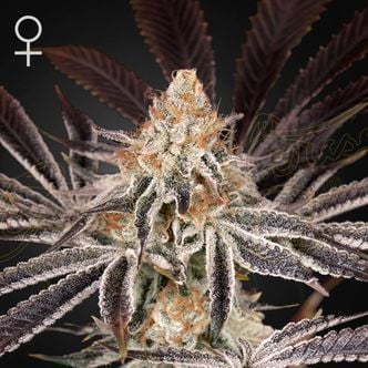 Dark Phoenix (Greenhouse Seeds) Feminizada