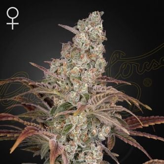 Jack's Dream (Greenhouse Seeds) Feminizada