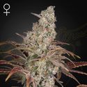 Jack's Dream (Greenhouse Seeds) Feminizada