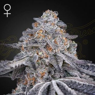 Velvet Moon (Greenhouse Seeds) feminizada