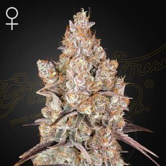 Holy Snow (Greenhouse Seeds) feminizada