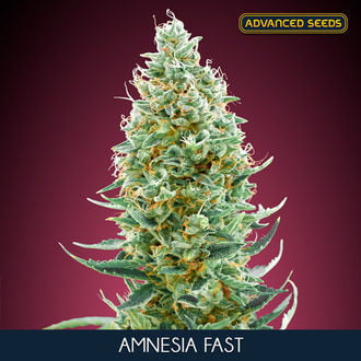 Amnesia Fast (Advanced Seeds) feminizada