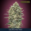 Gelato 33 Fast (Advanced Seeds) Feminizada