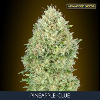 Pineapple Glue (Advanced Seeds) Feminizada
