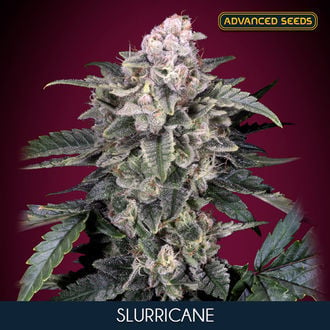 Slurricane (Advanced Seeds) feminizada