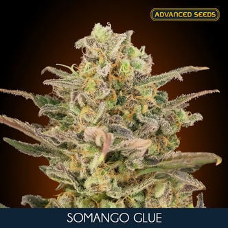 Somango Glue (Advanced Seeds) feminized