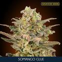 Somango Glue (Advanced Seeds) Feminizada