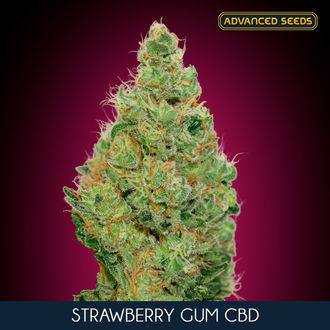 Strawberry Gum CBD (Advanced Seeds) feminizada