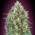 Auto Gelato 33 (Advanced Seeds) feminizada